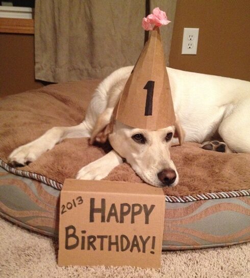 Luna Turns One: Happy Birthday Puppy!