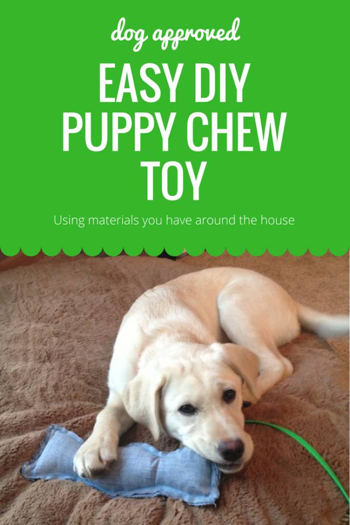 dog approved DIY puppy chew toy