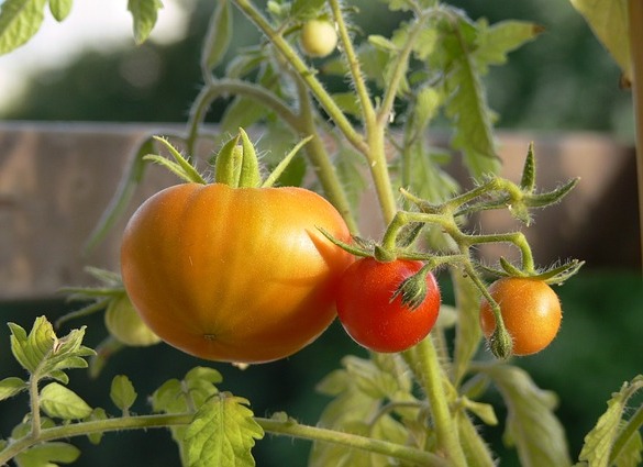 tomatoes plant diet