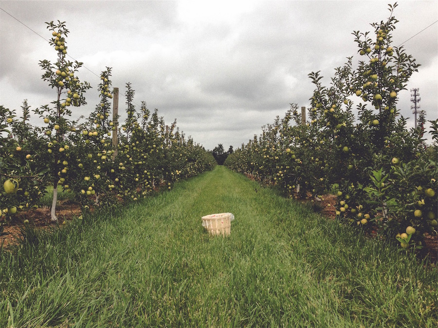 Apple orchards minnesota