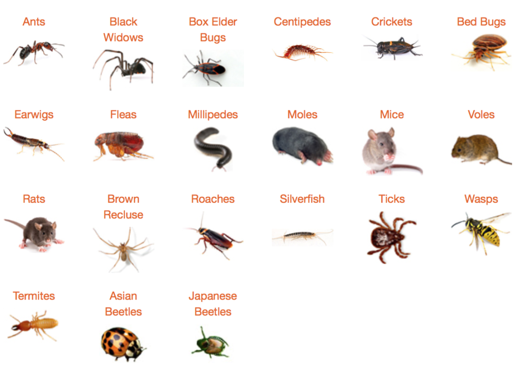 common household pests - Real Housewives of Minnesota