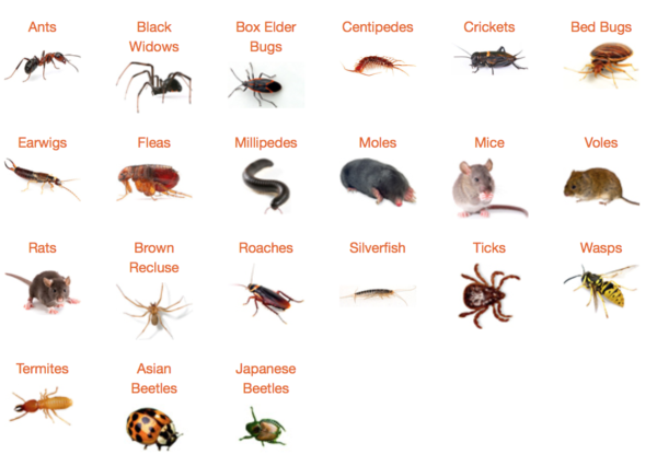 common household pests e1461867880643