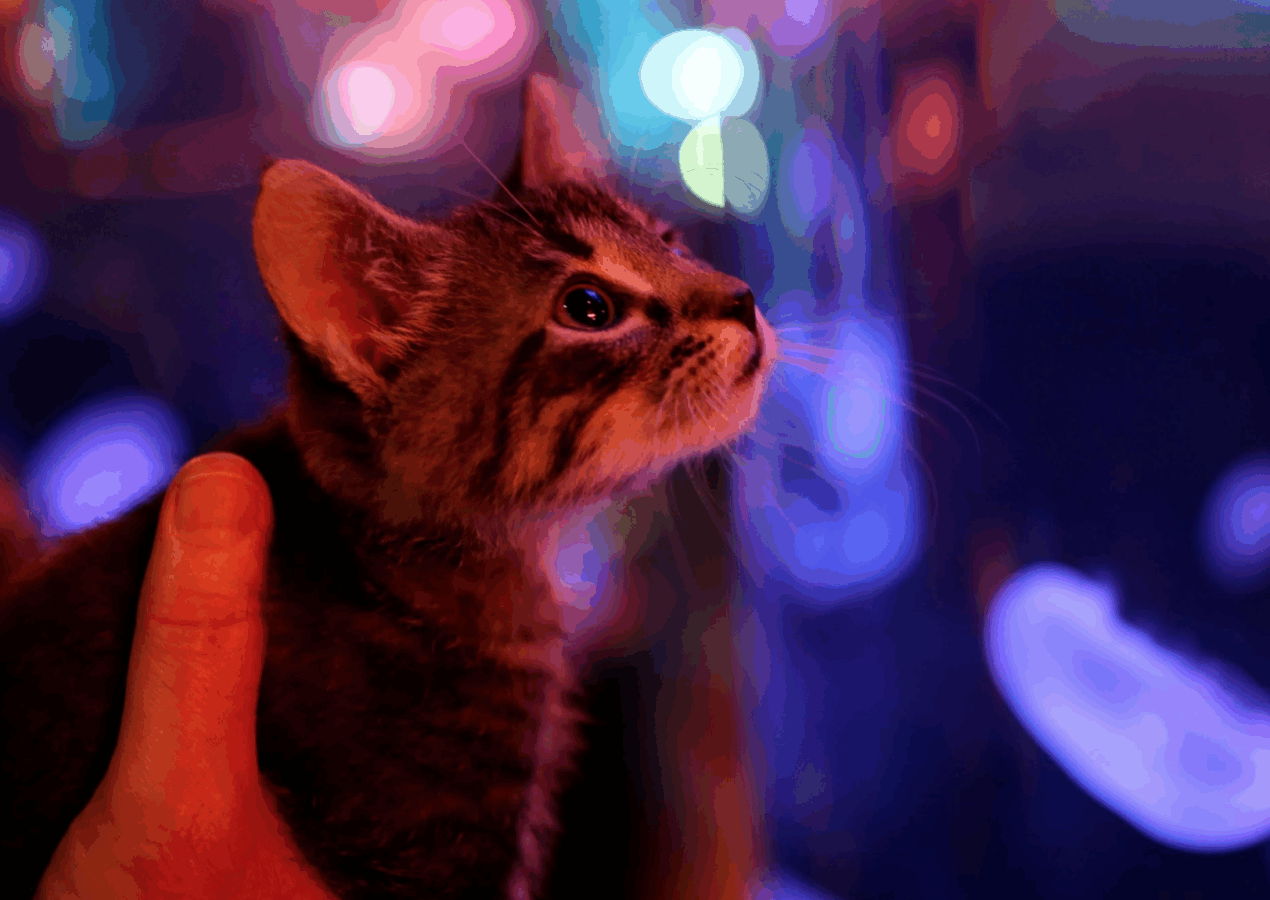 Kittens Take Over SEA LIFE at Mall of America