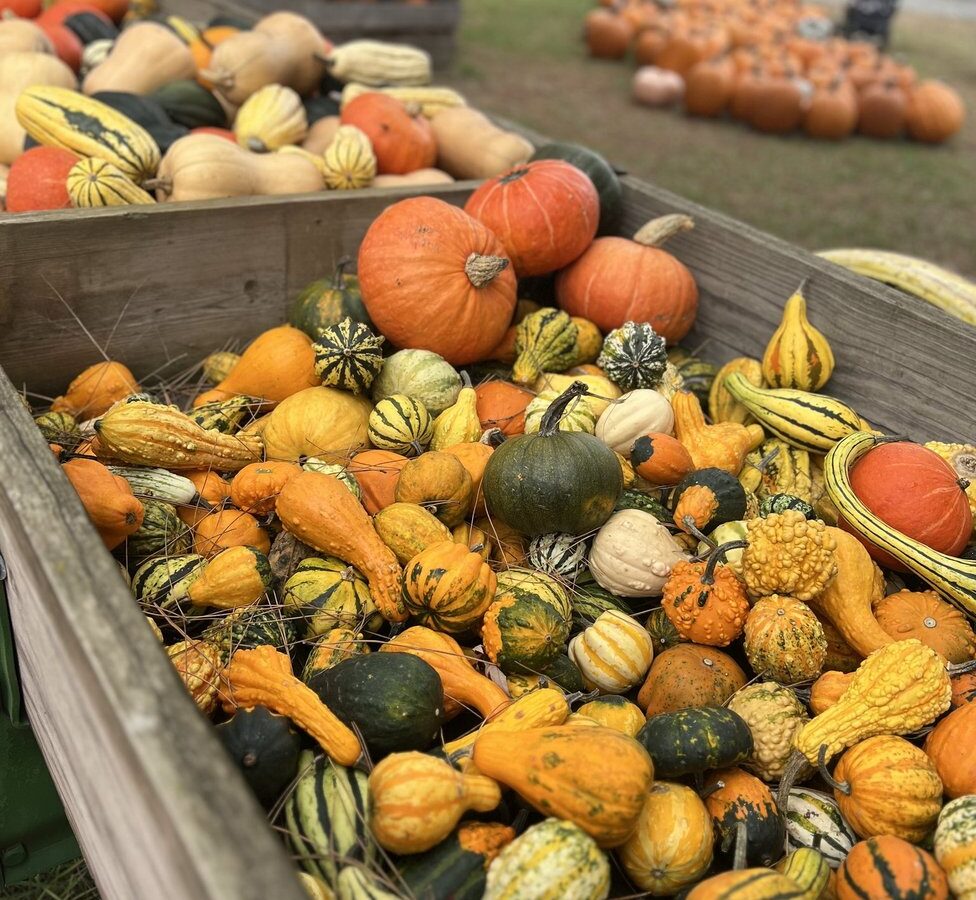 Best Apple Orchards & Pumpkin Patches Near the Twin Cities for Fall Family Fun